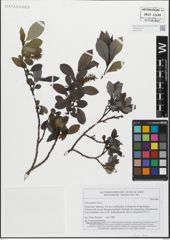 Foto von Salix glabra Scop.